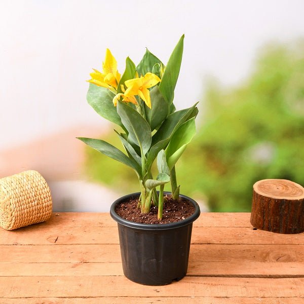 Vibrant canna collection featuring tall plants with bold tropical flowers and foliage