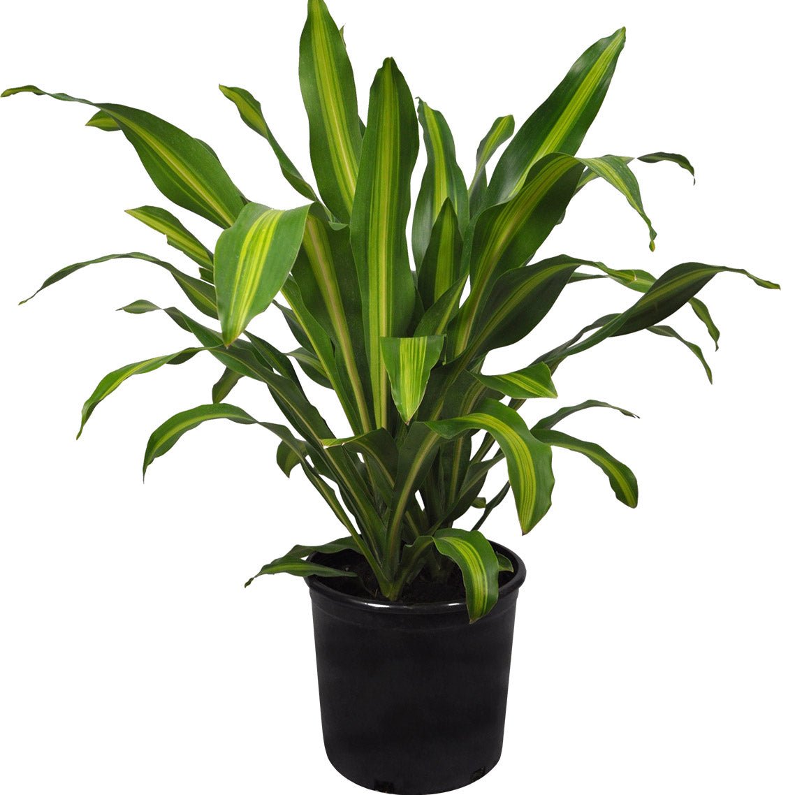 Dracaena indoor plants featuring vibrant variegated foliage and Massangeana varieties
