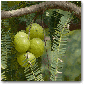 Fruit Trees collection featuring Amla and other healthy plants for home gardening
