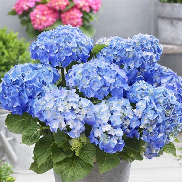 Beautiful hydrangea plants with full blooms in various pink, purple, and blue shades