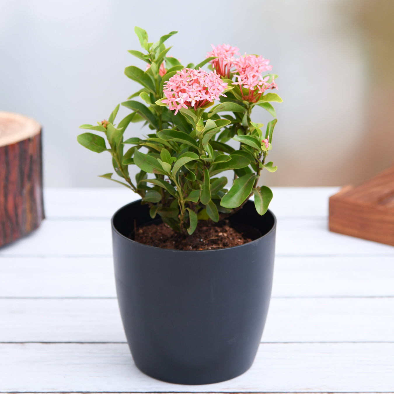 Ixora Plants collection featuring vibrant tropical flowers in warm orange and red tones