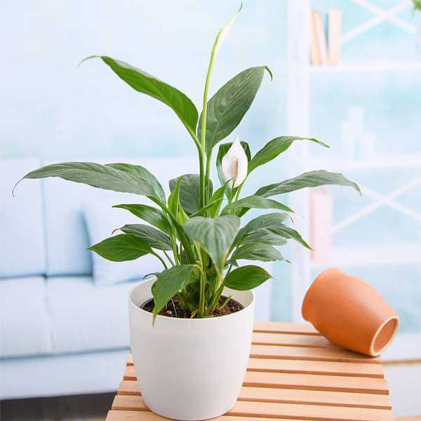 Oxygen Plants collection featuring vibrant green houseplants for air purification and indoor spaces