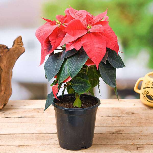 Plants by Location showcasing botanical varieties from different geographic regions and climates