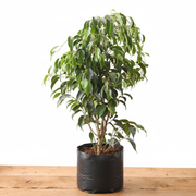 Weeping Fig - 10" Grow bag