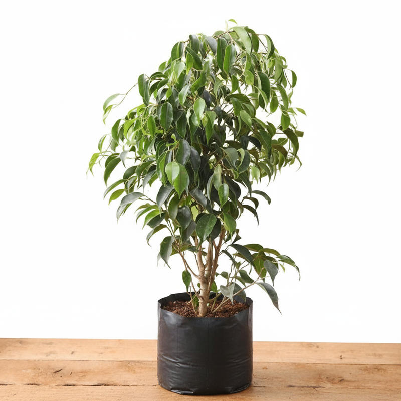Weeping Fig - 6" Pot