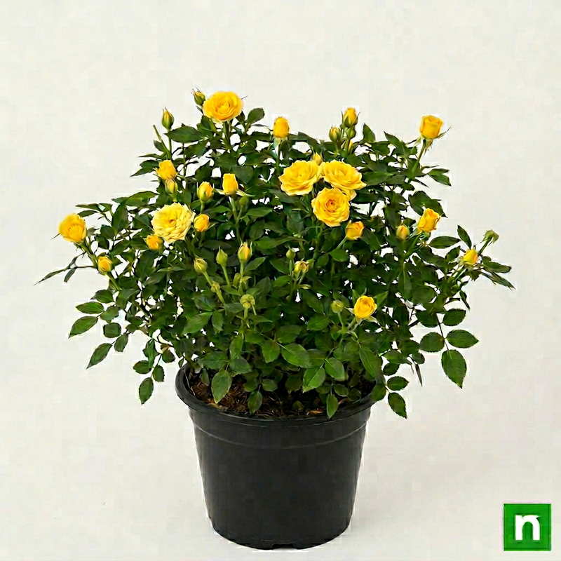 Miniature Rose Yellow - 8" Pot