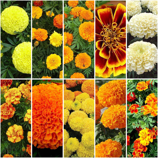 Pack of 10: Marigold Festival Pack