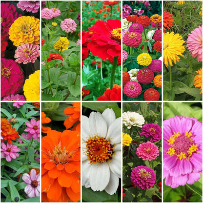 Pack of 10: Zinnia Garden Pack – 10 Vibrant Varieties for a Colour-Burst Garden