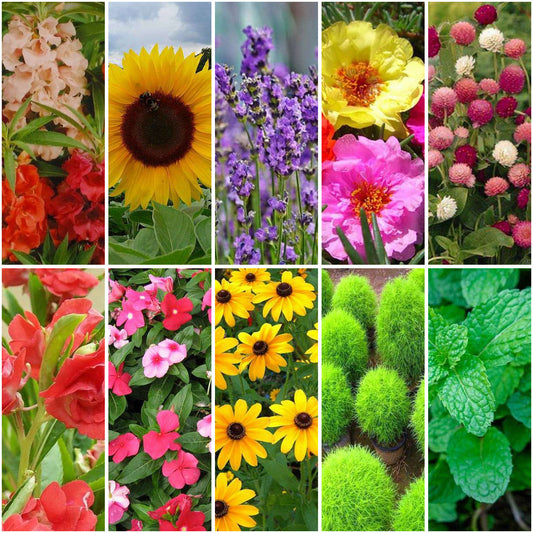 Pack of 10: Bee & Butterfly Garden Pack – Sunflower, Lavender & More