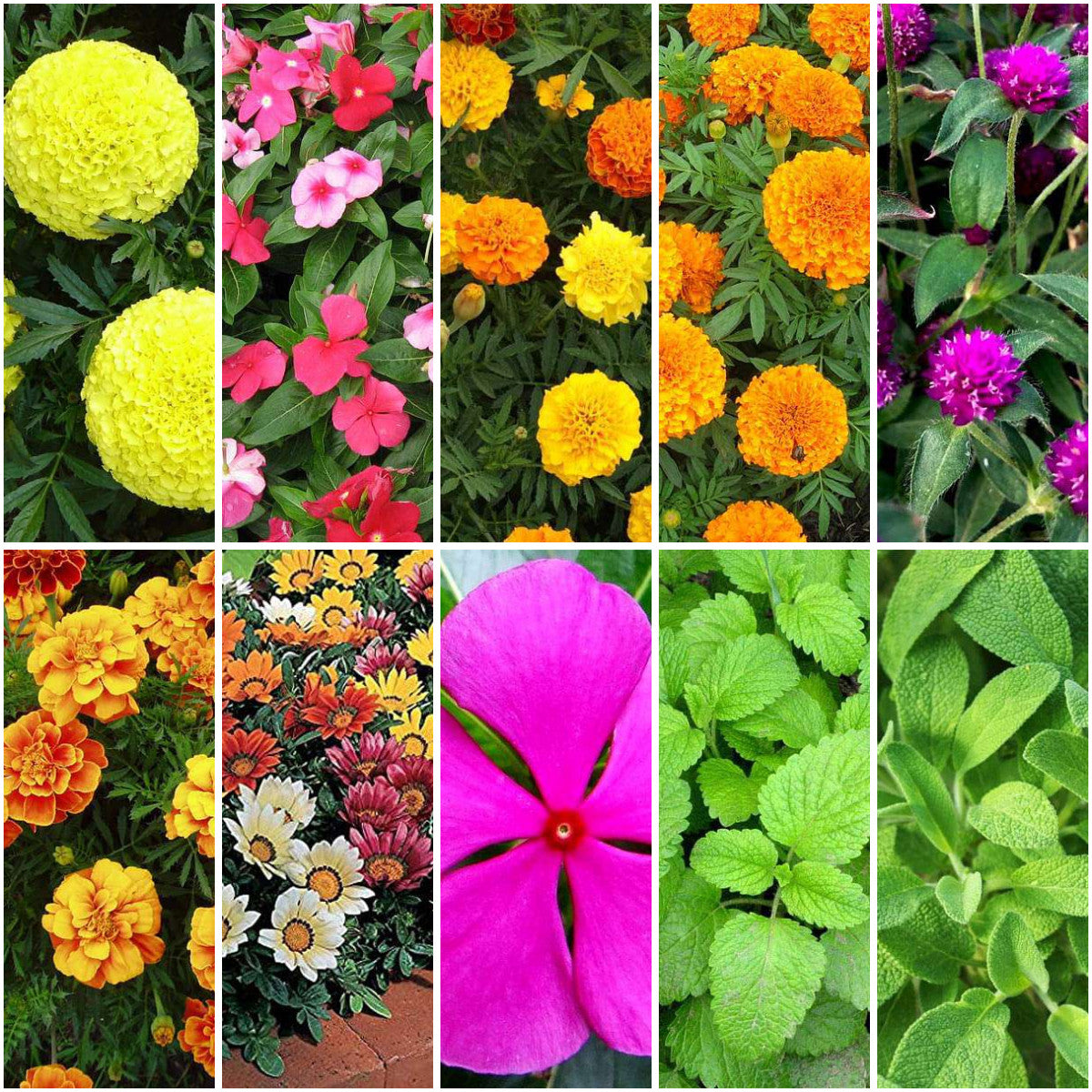 Pack of 10: Year-Round Bloomers: Marigold, Vinca & More Flower Seeds