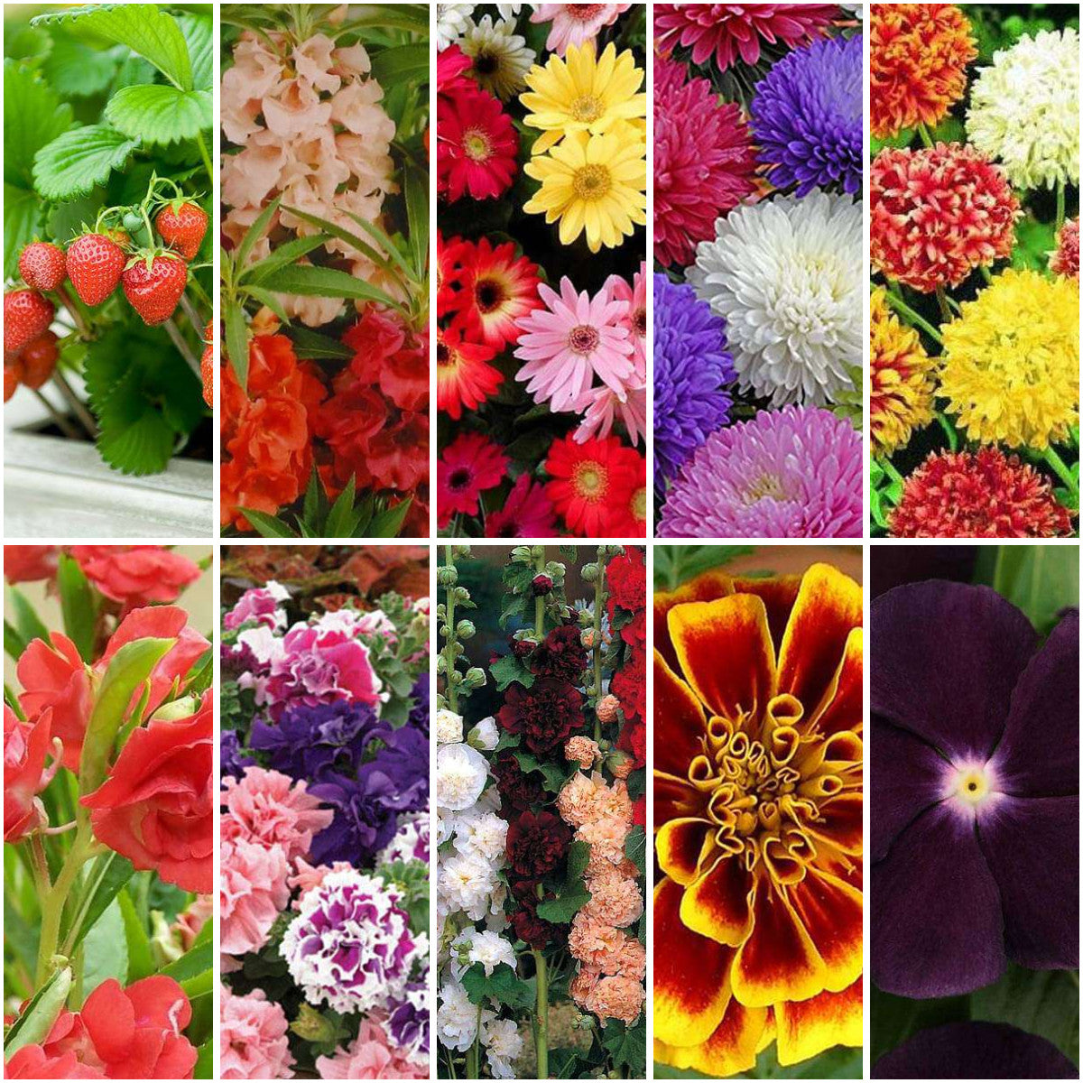 Pack of 10: Winter Flower Garden Pack – Gerbera, Petunia & 8 More Seeds