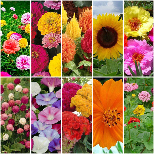 Pack of 10: Sunflower, Zinnia & Summer Blooms Seed Collection