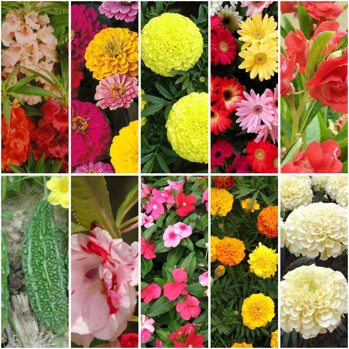 Pack of 10: Monsoon Flower Garden Pack – Marigold, Zinnia & Balsam Seeds