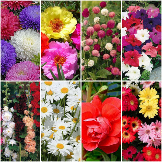 Pack of 8: Bloom-Ready Mix: Aster, Chrysanthemum & 6 More Flower Seeds