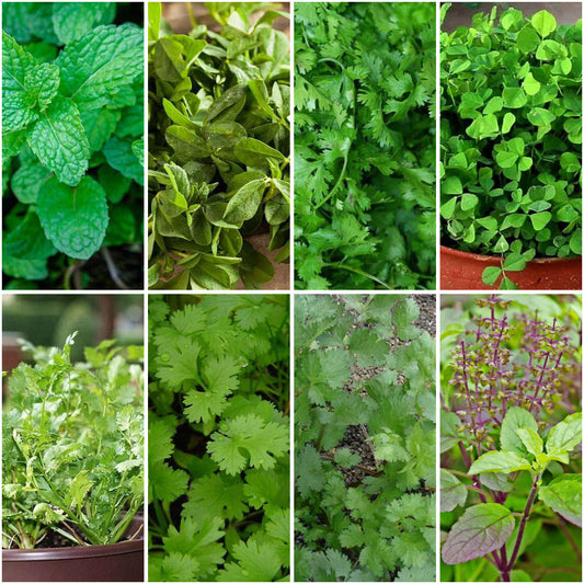 Pack of 8: Indian Kitchen Herb Seeds – Tulsi, Methi & Coriander Mix