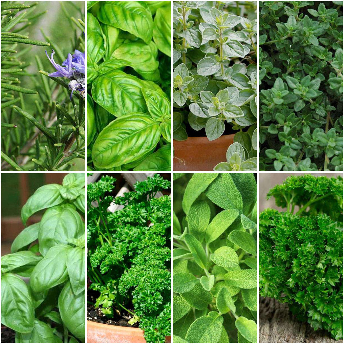 Pack of 8: Italian Herb Garden Starter – Basil, Rosemary, Thyme & More