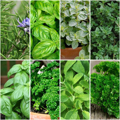 Pack of 8: Italian Herb Garden Starter – Basil, Rosemary, Thyme & More