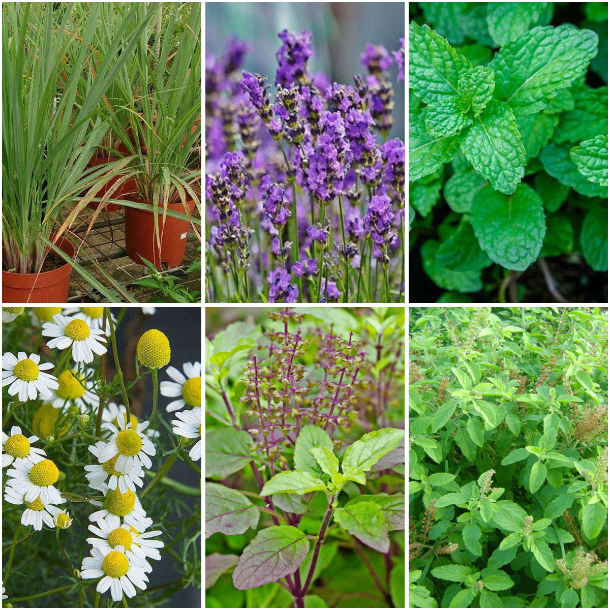 Pack of 6: Tea Garden Essentials: Tulsi, Mint & Chamomile Herb Seeds