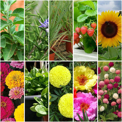 Pack of 10: Grow Your First Garden: Herbs, Flowers & Veggies Seed Kit