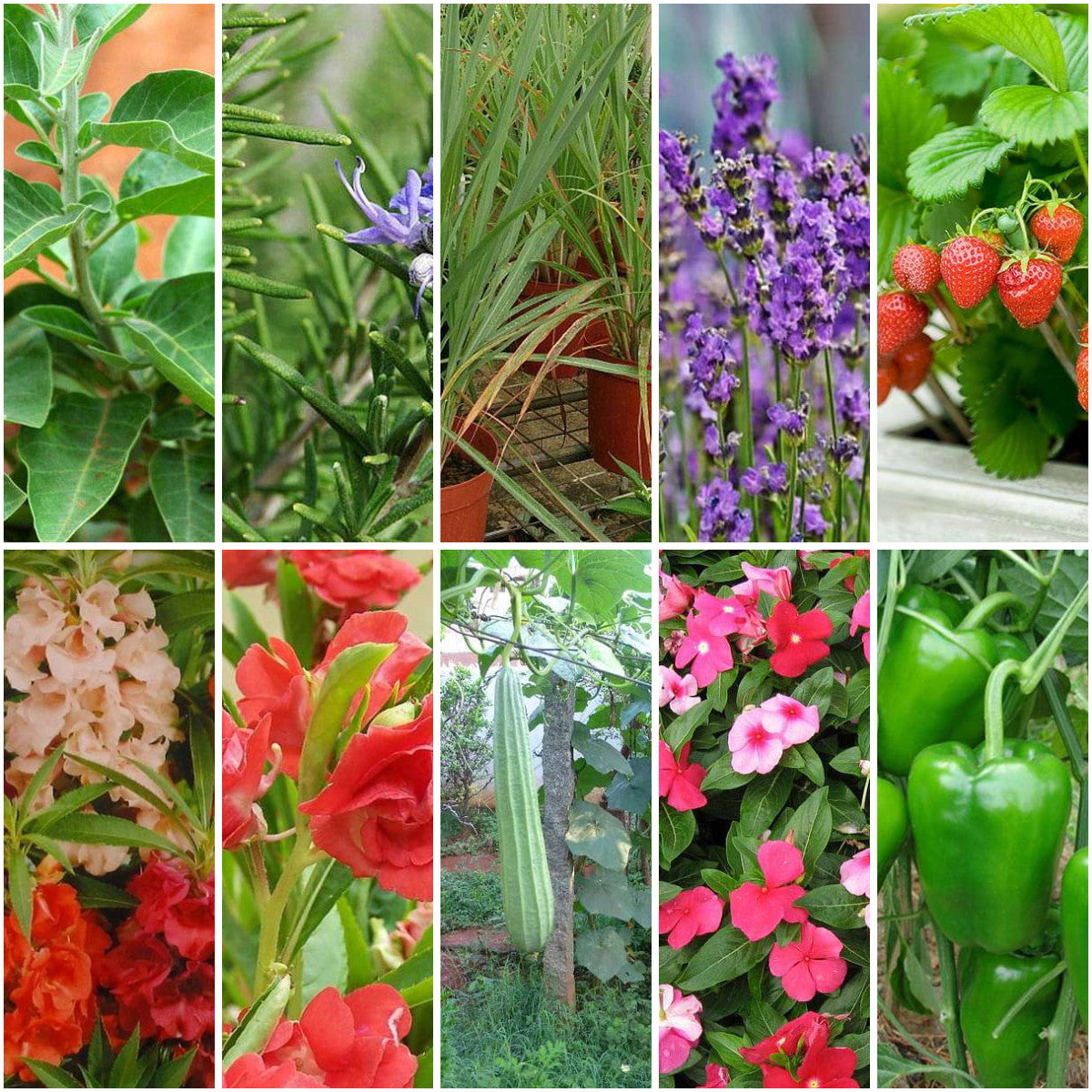 Pack of 12: Balcony Garden Mix – Herbs, Flowers & Veggies Seed Kit