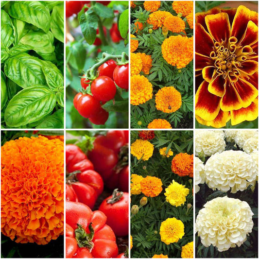 Pack of 8: Basil, Tomato & Marigold Companion Planting Seed Kit