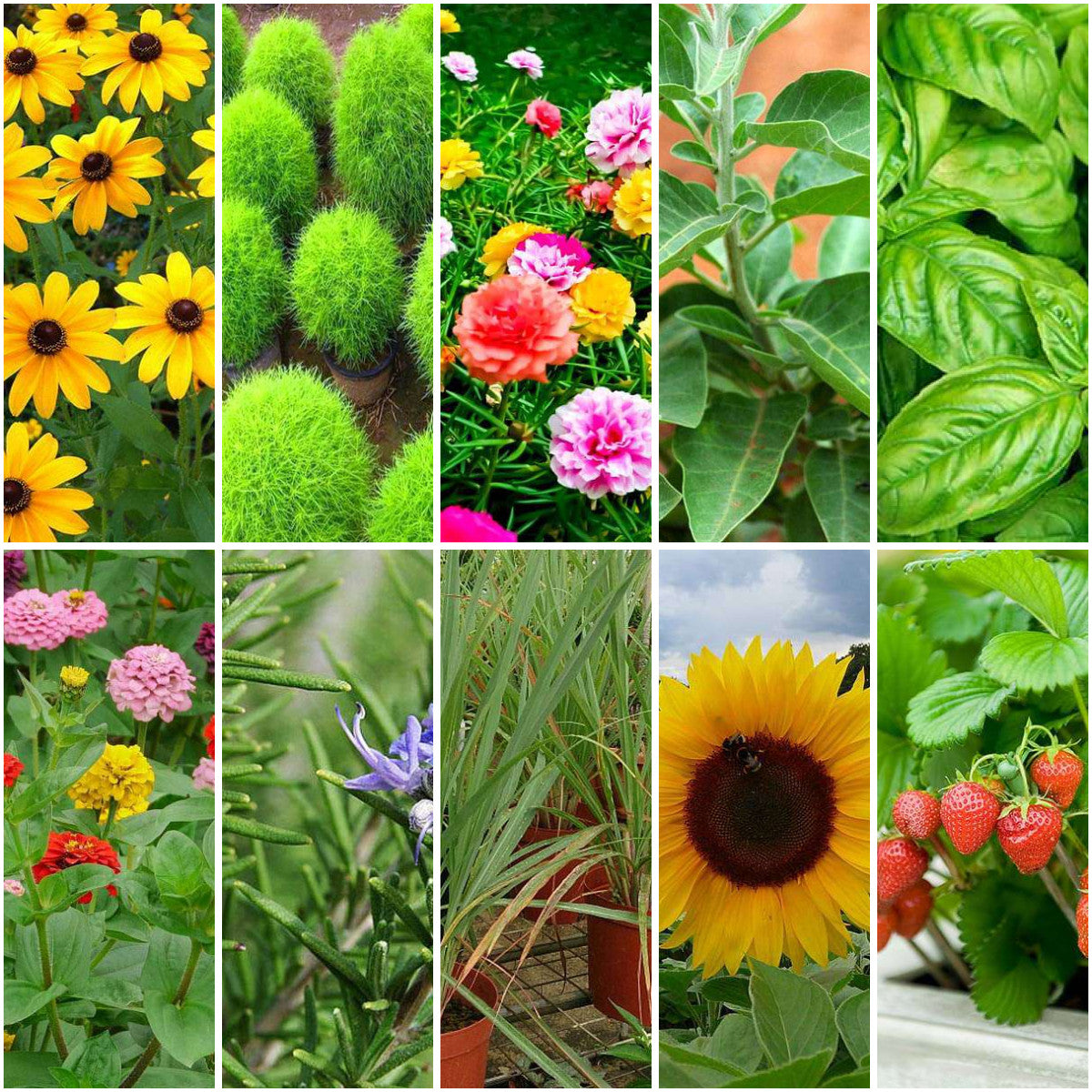 Pack of 20: Full Garden Pack – Sunflower, Basil, Kochia & More Seeds