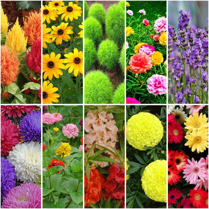 Pack of 12: Bee & Pollinator Garden Mix – Sunflower, Lavender, Kochia & More