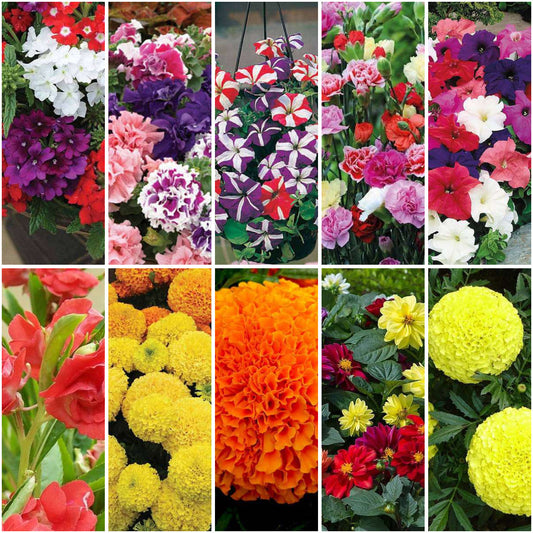 Pack of 10: Diwali Flower Seeds Bundle – Marigold, Petunia & More
