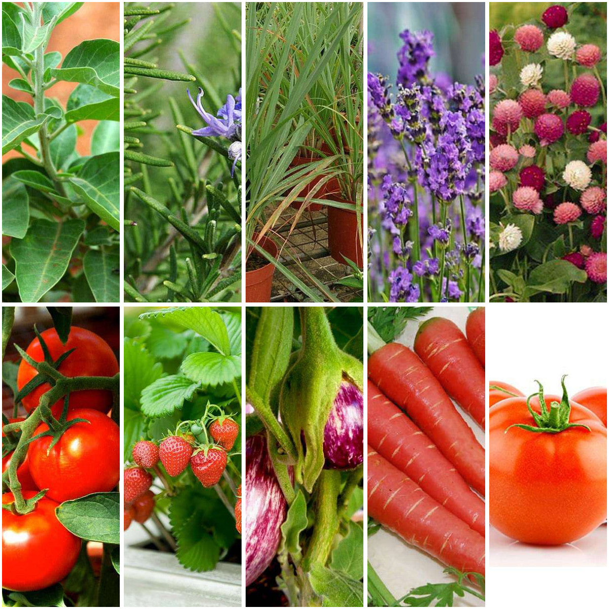 Pack of 12: Festive Eco Garden: Herbs, Veggies & Flowers Seed Kit