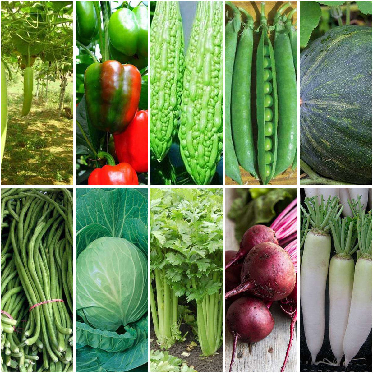 Pack of 30: Grow 20 Desi Vegetables from Seed — Gourds, Beans & More