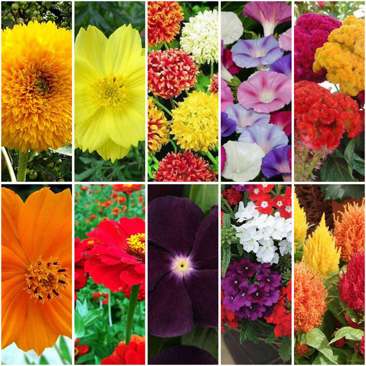 Pack of 30: Mega Flower Garden Pack