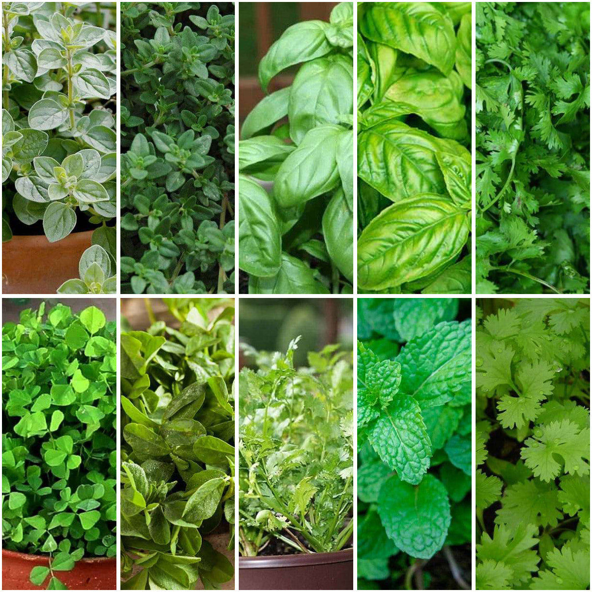 Pack of 30: Grow 20 Herbs at Home — Tulsi, Thyme, Basil & More