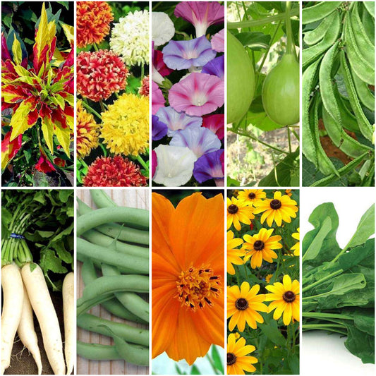 Pack of 30: Kochia to Cosmos: 20-Variety Flower & Veggie Seed Mega Pack