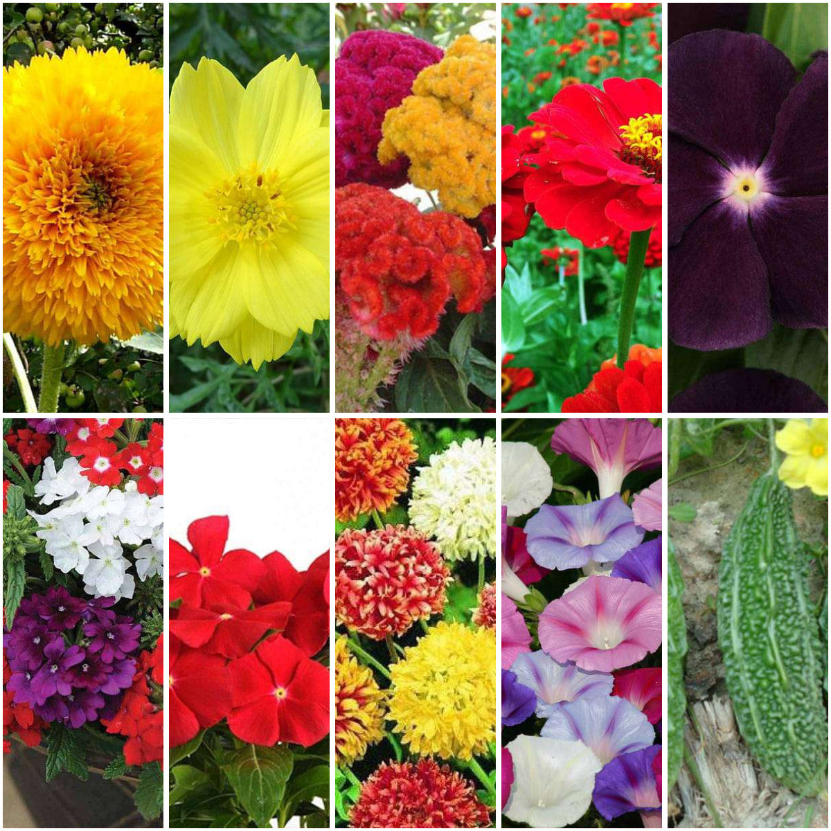 Pack of 30: Festive Bloom Seeds — Sunflower, Cosmos, Zinnia & More