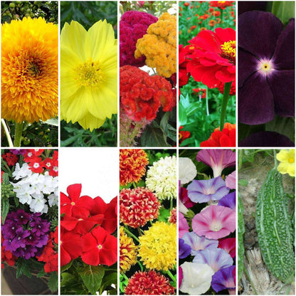 Pack of 30: Festive Bloom Seeds — Sunflower, Cosmos, Zinnia & More