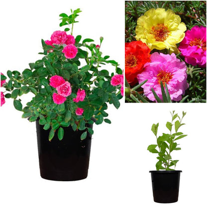 Pack of 3: Hanging Basket Plant Trio