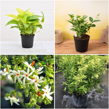 Pack of 4: Kids Gardening Plant Pack