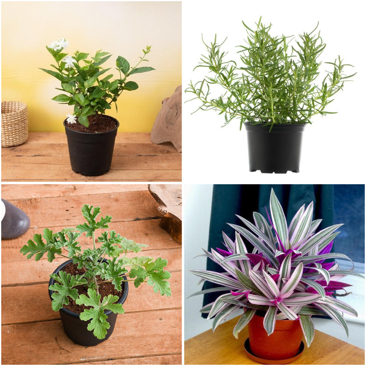 Pack of 4: Low Maintenance Plants Pack
