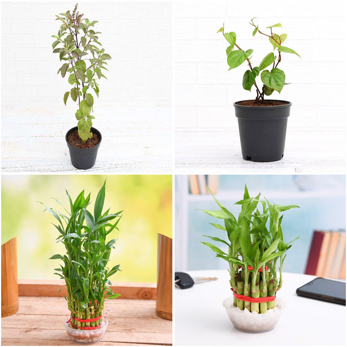 Pack of 4: Eco-Friendly Ganesh Plant Pack