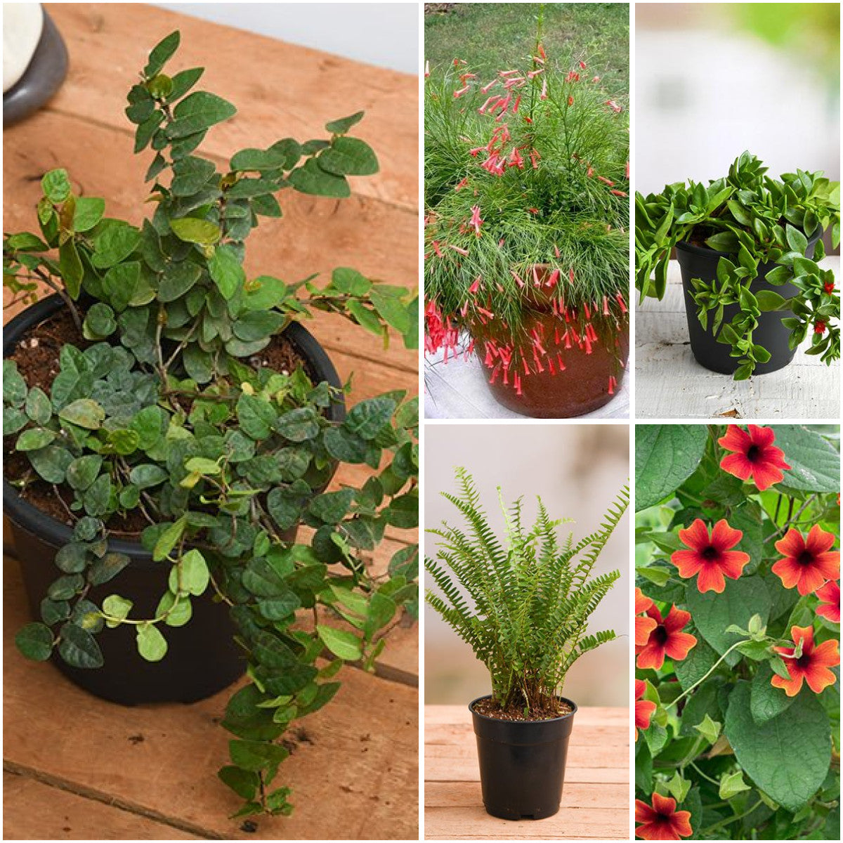 Pack of 5: Hanging Basket Plants Pack of 5