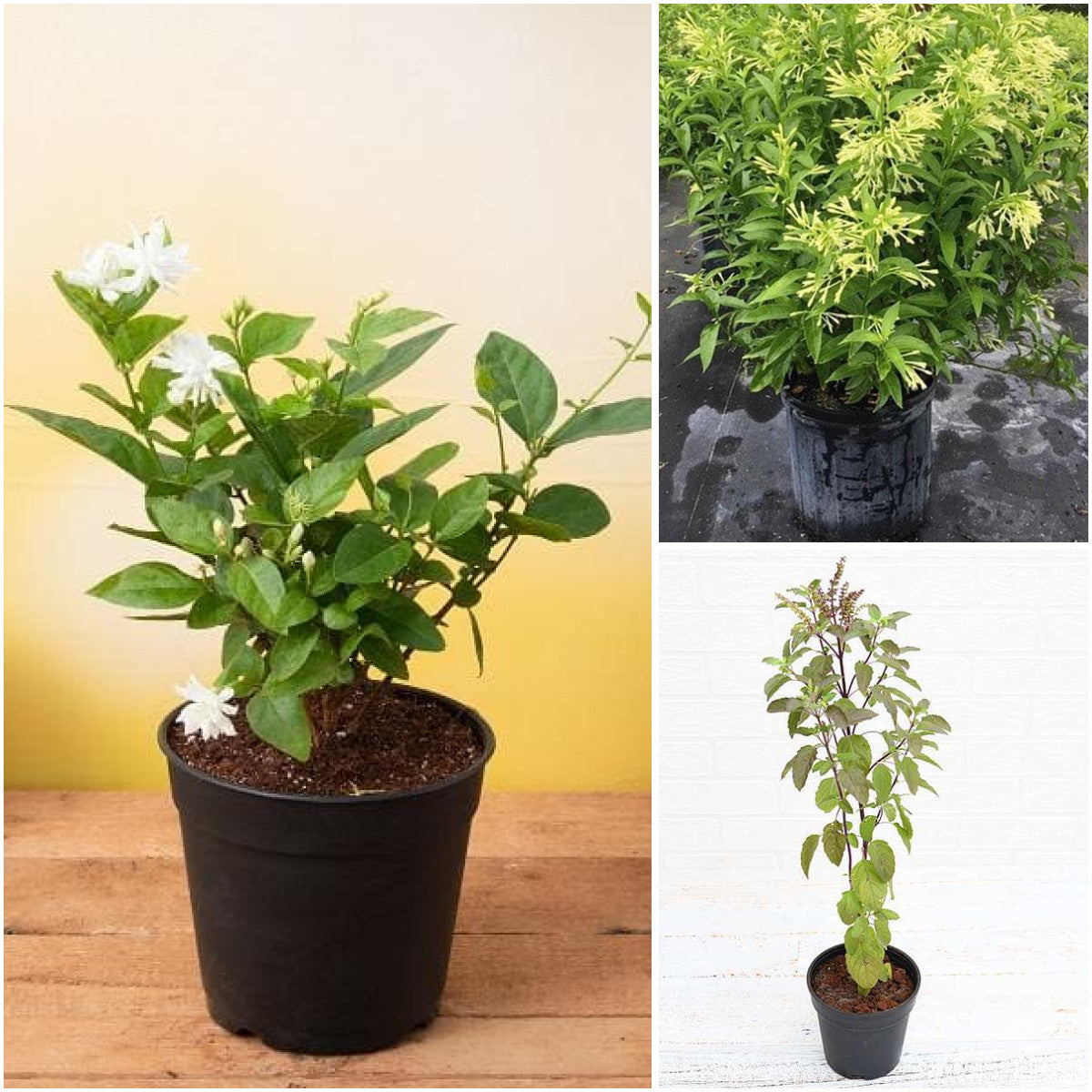 Pack of 3: Kids Gardening Plants Trio