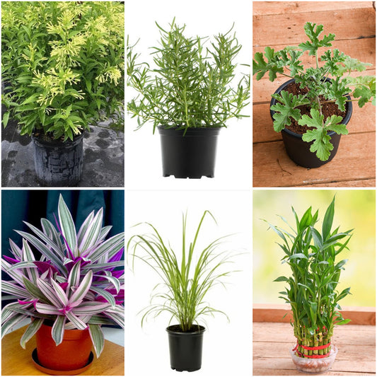 Pack of 6: Low Maintenance Plants Pack of 6