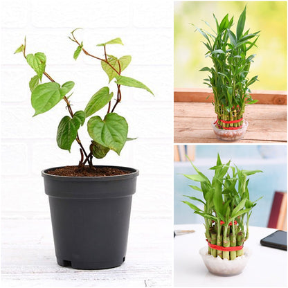 Pack of 3: Eco-Friendly Ganesh Plant Trio