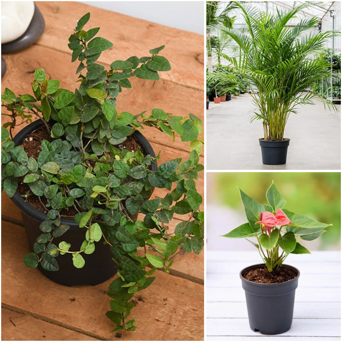 Pack of 3: Office Desk Plants Trio