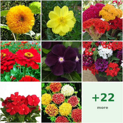 Pack of 30: Festive Bloom Seeds — Sunflower, Cosmos, Zinnia & More