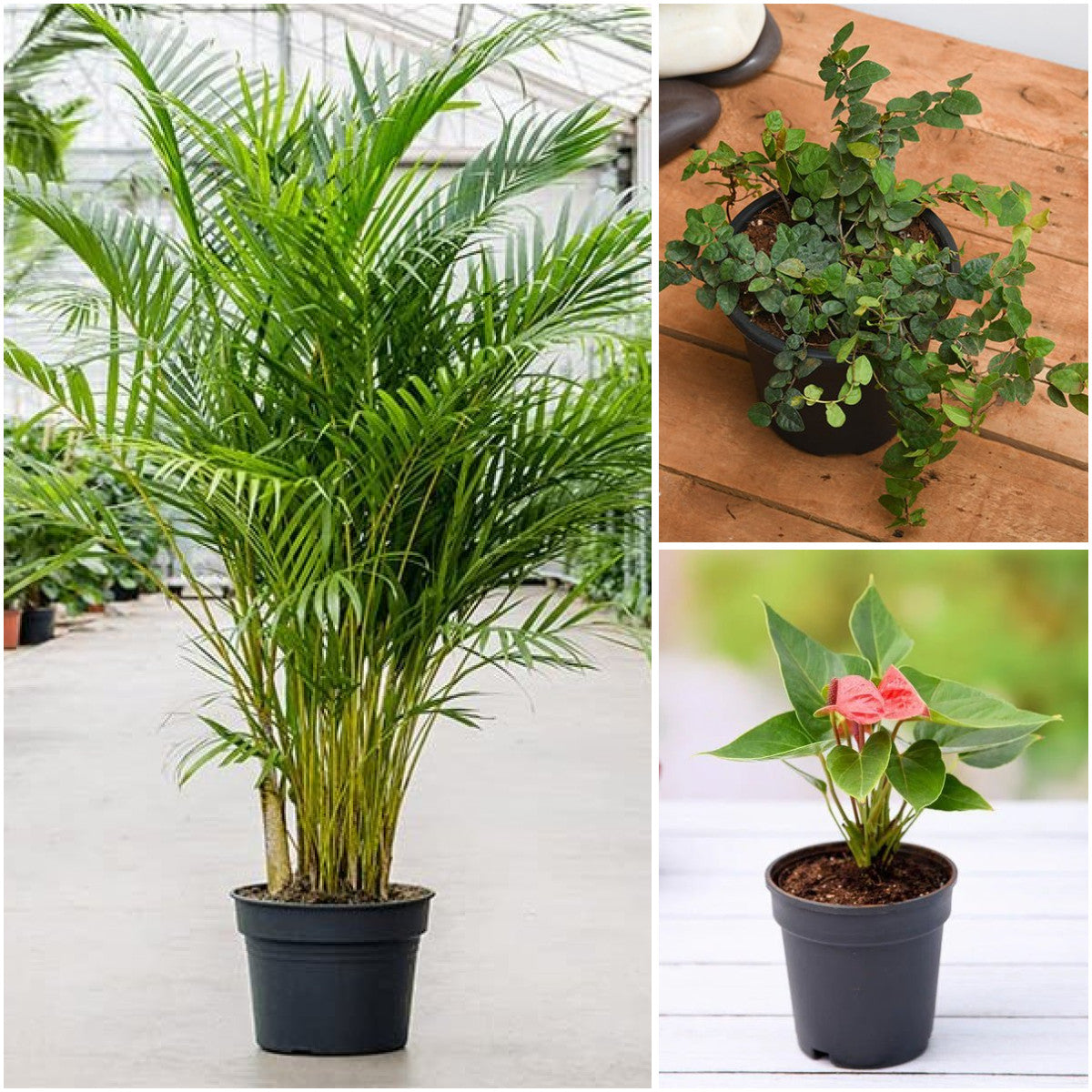 Pack of 3: Office Desk Plants Trio