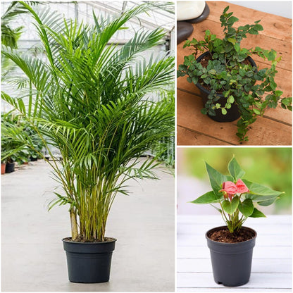 Pack of 3: Office Desk Plants Trio