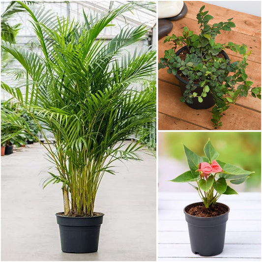 Pack of 3: Office Desk Plants Trio