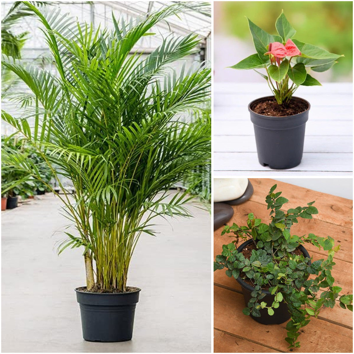 Office Desk Plants Trio