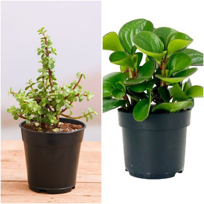 Pack of 2: Jade Plant & Peperomia Duo – Good Luck Succulents for Home
